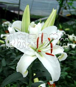 http://www.china-lily.com/upload/2007761394892294.jpg