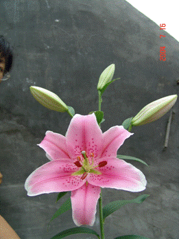 http://www.china-lily.com/upload/200471810272448679.gif